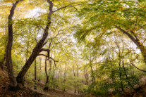 Baumbestand im Naturwaldreservat